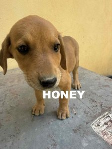 HONEY (CAMPINA) 